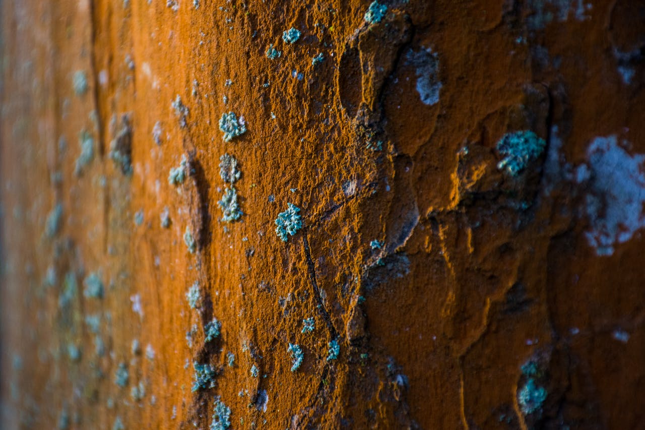 Detailed view of a textured rusty surface dotted with blue-green lichen patches, capturing natural decay.